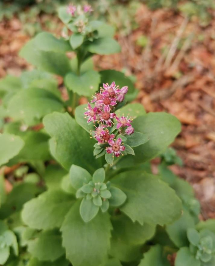 Hylotelephium telephium (hemelsleutel) inheemse Vetplanten